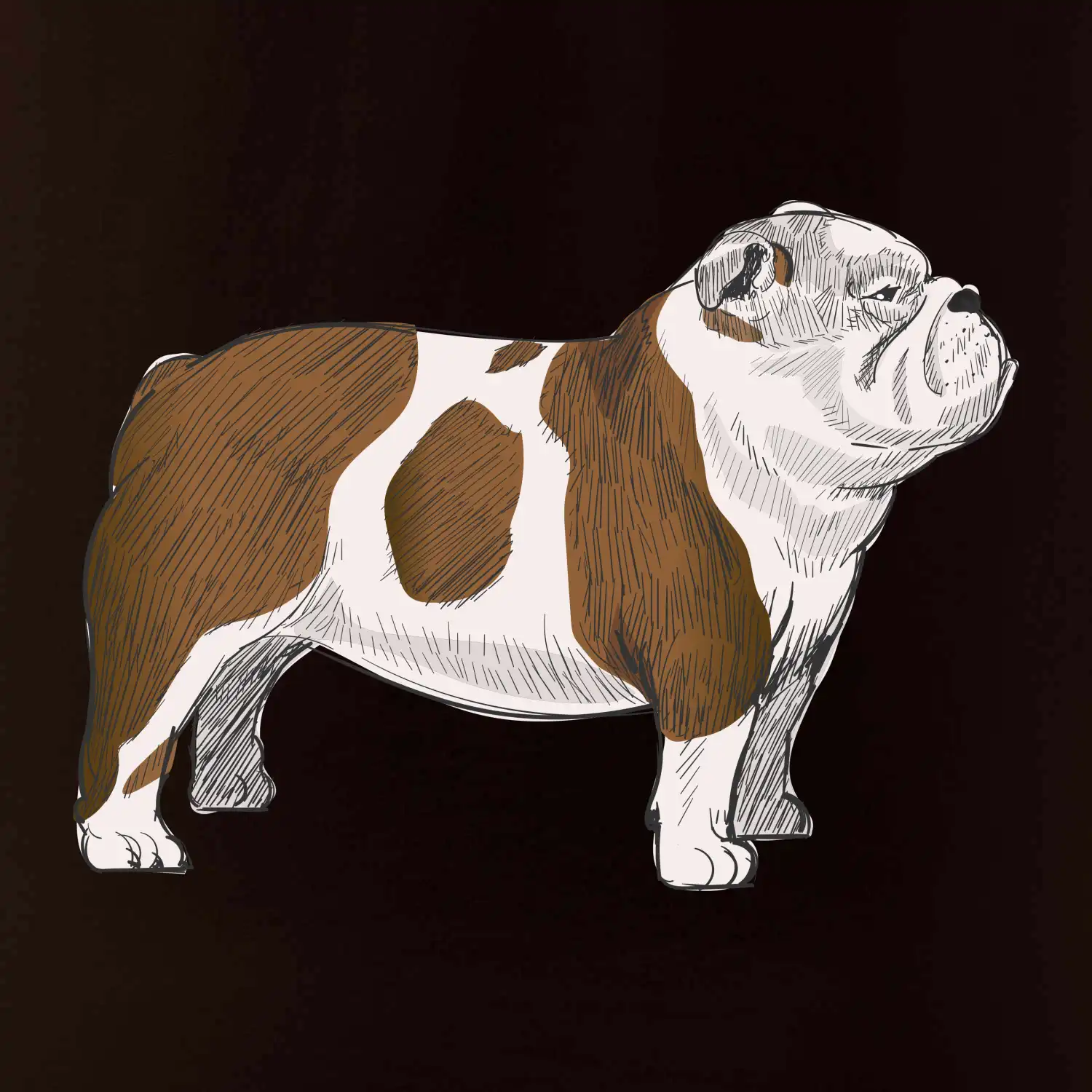 Vintage English bulldog