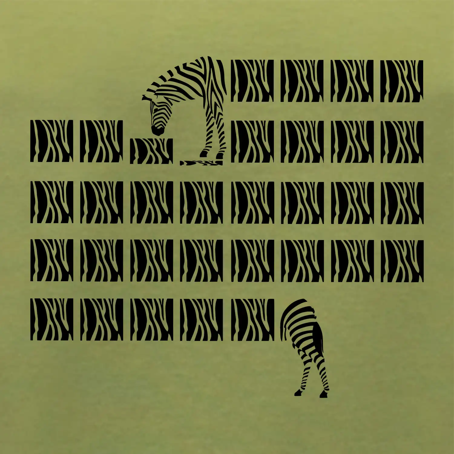 Zebra dlouhá
