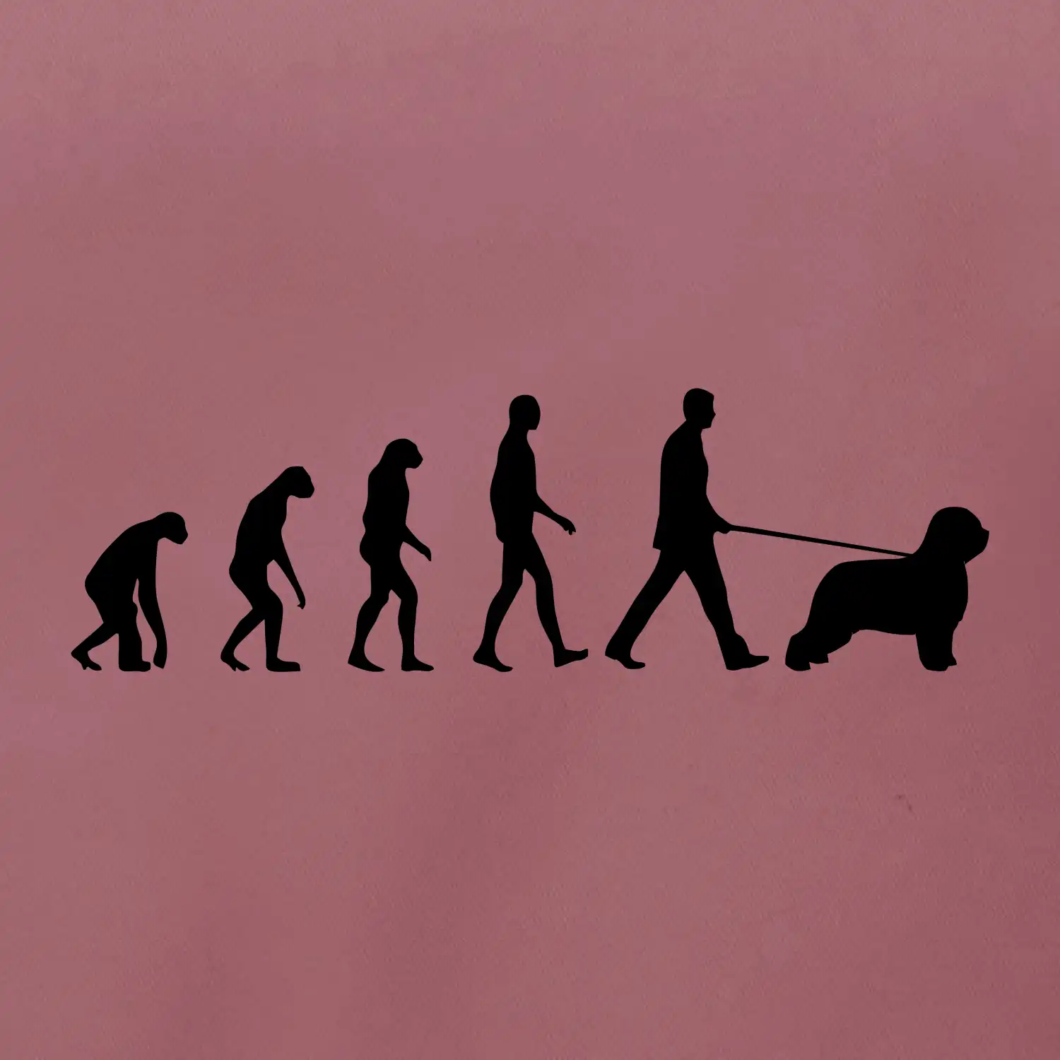 Evoluce pes Briard