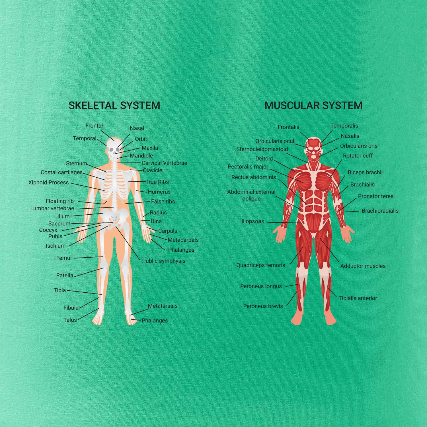 Skelet and Moscular system