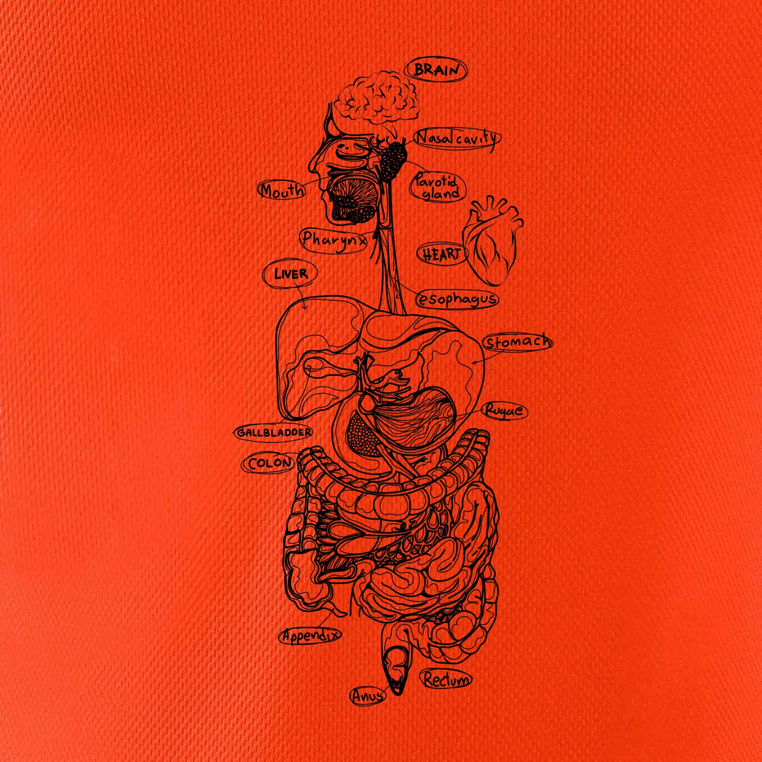 Skica lidských orgánů