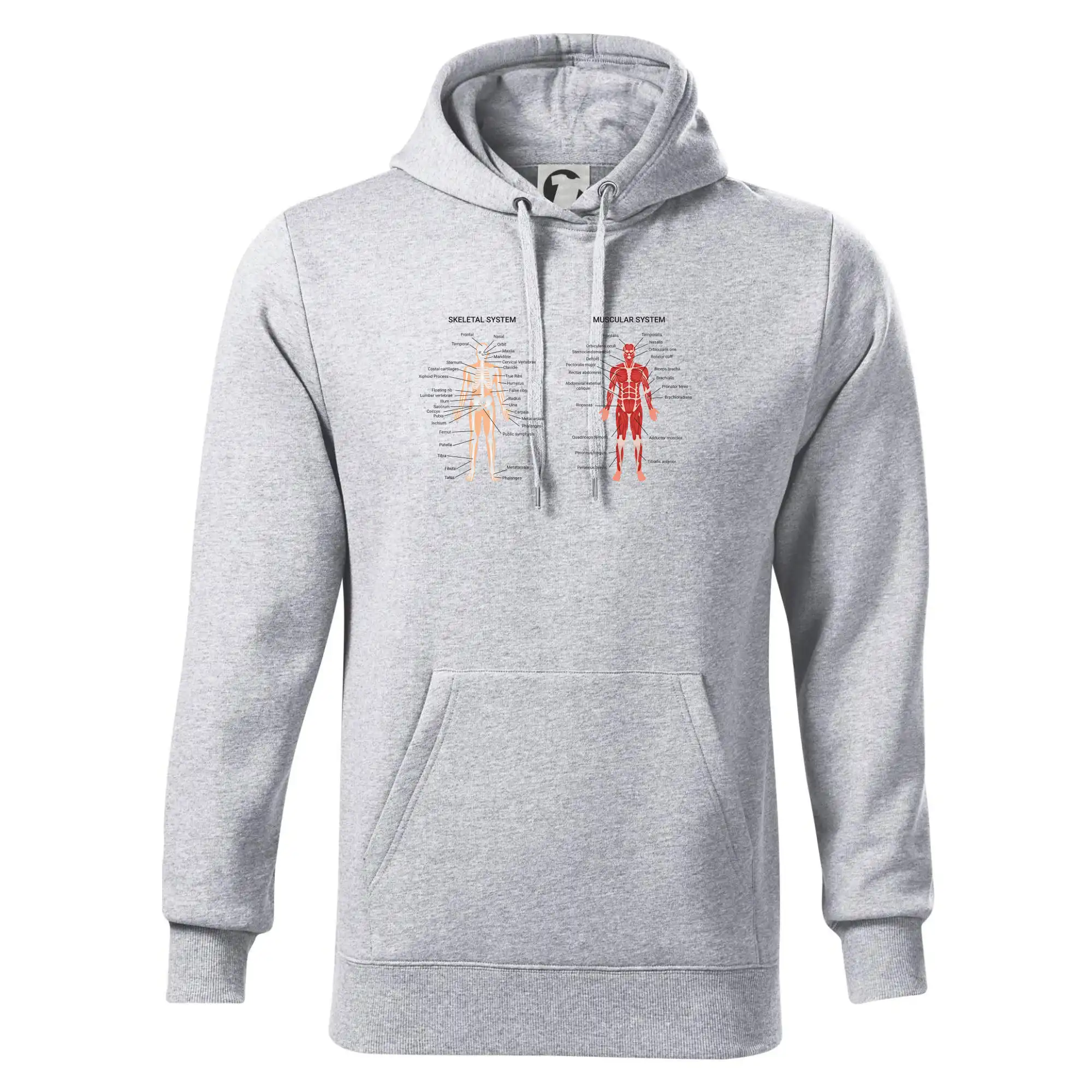 Skelet and Moscular system