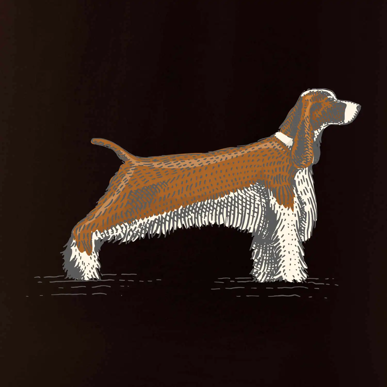 Vintage Springer spaniel