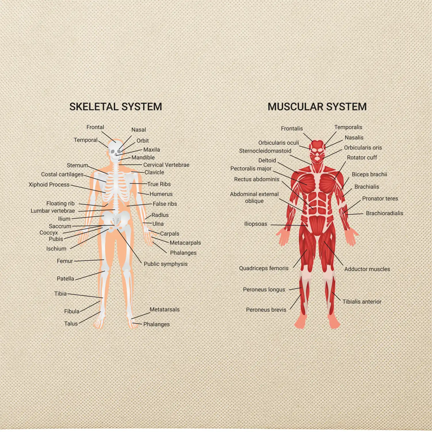 Skelet and Moscular system