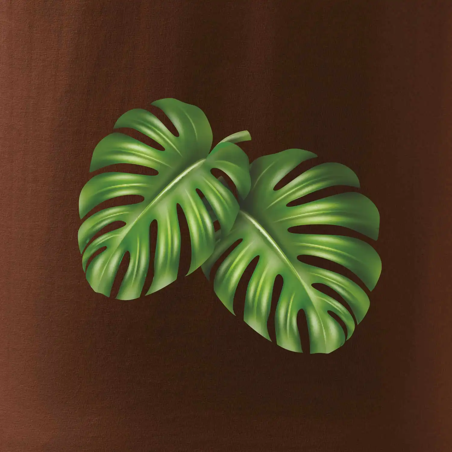Monstera - dva listy