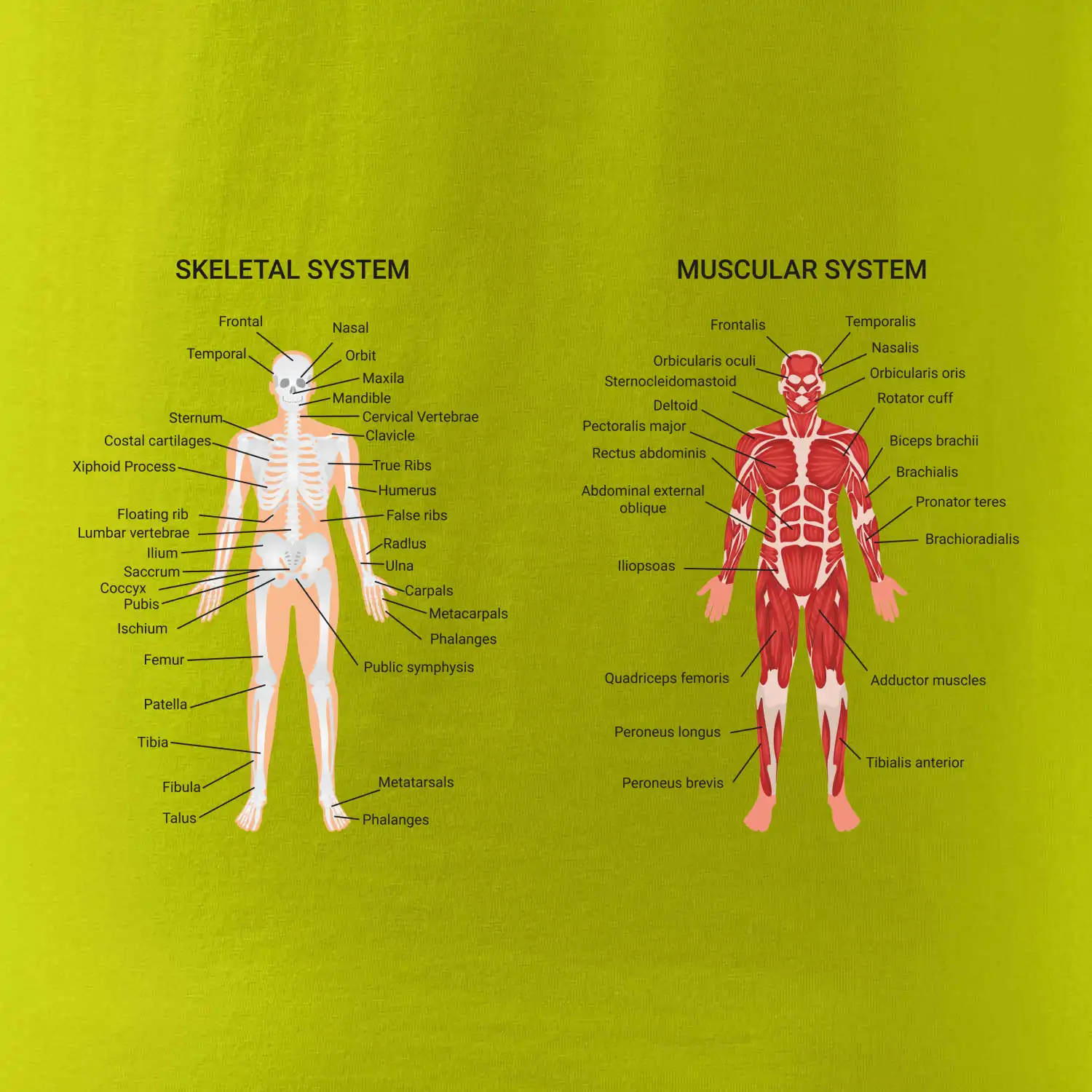 Skelet and Moscular system