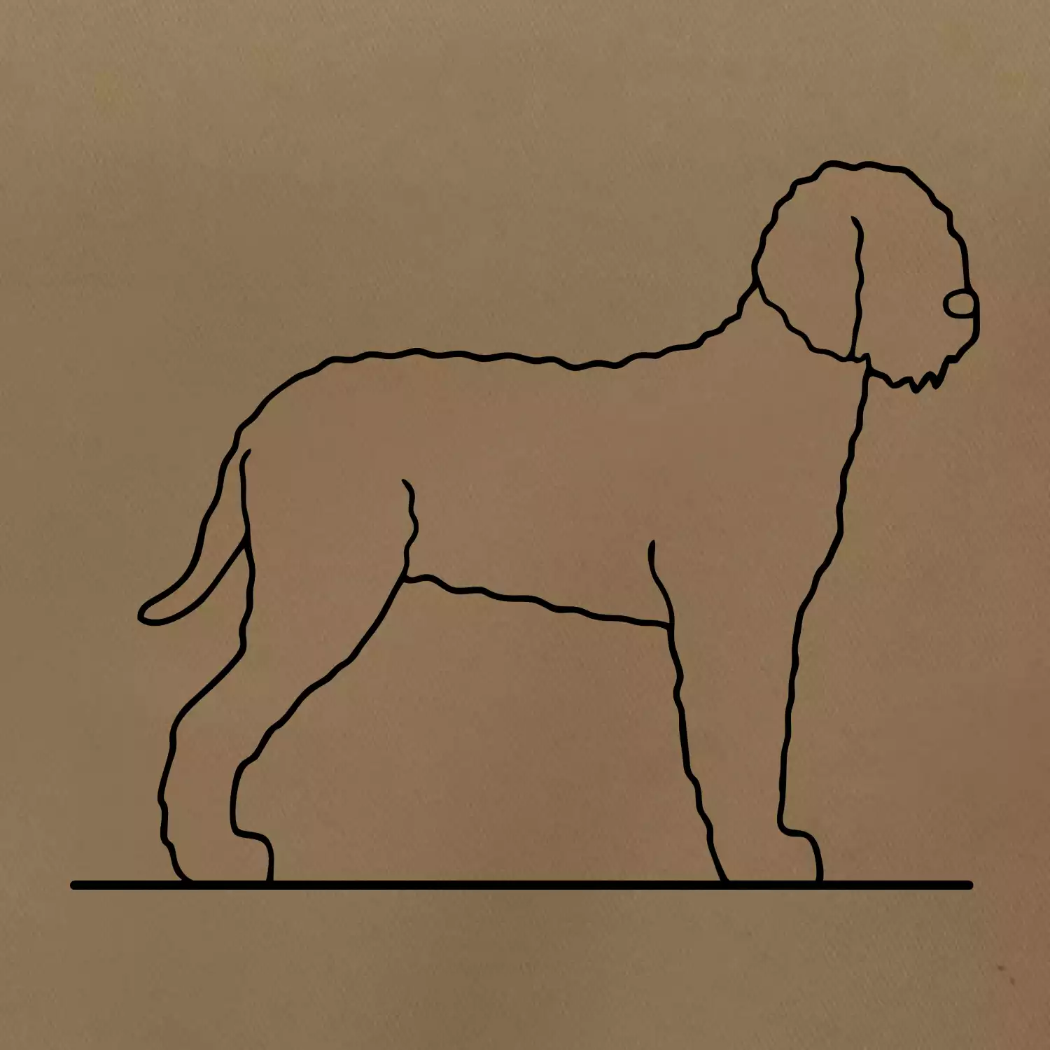 Lagotto romagnolo stojící