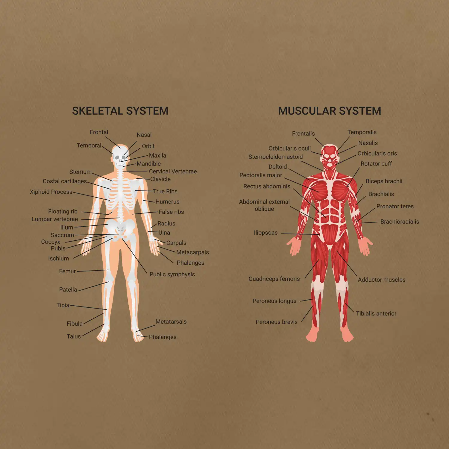 Skelet and Moscular system