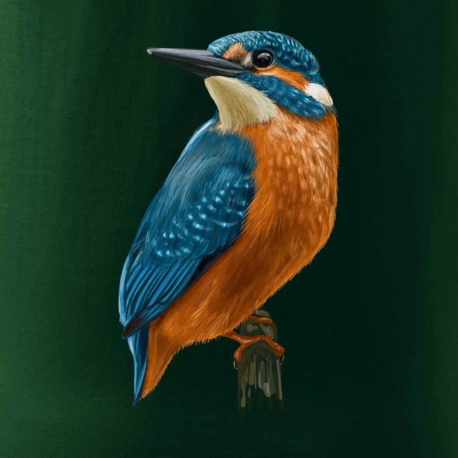 Lednáček kreslený