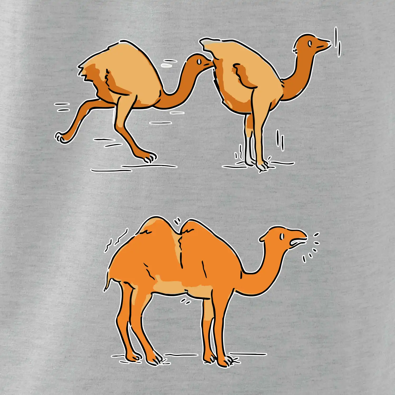 Pravda o velbloudech