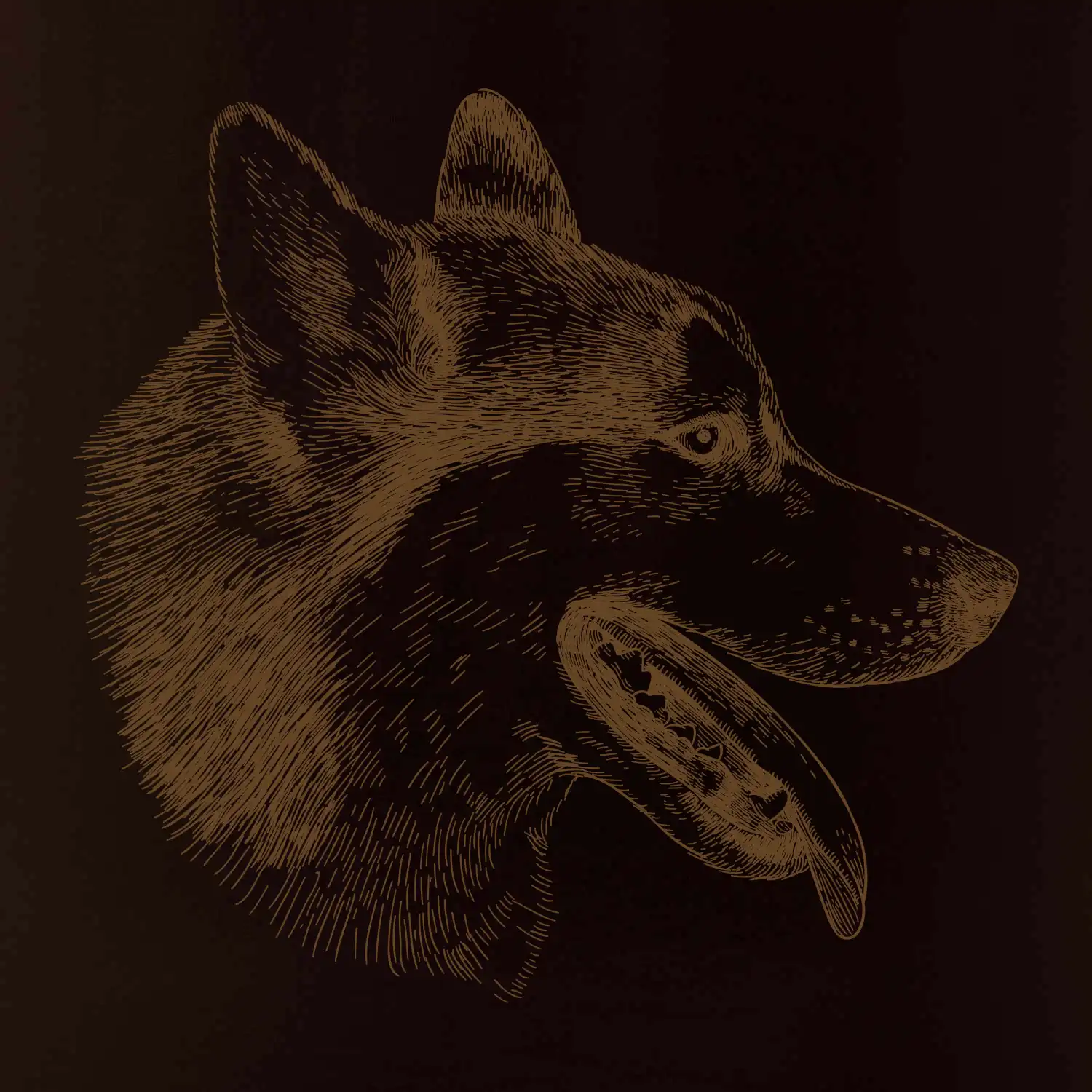 Husky - hlava z boku