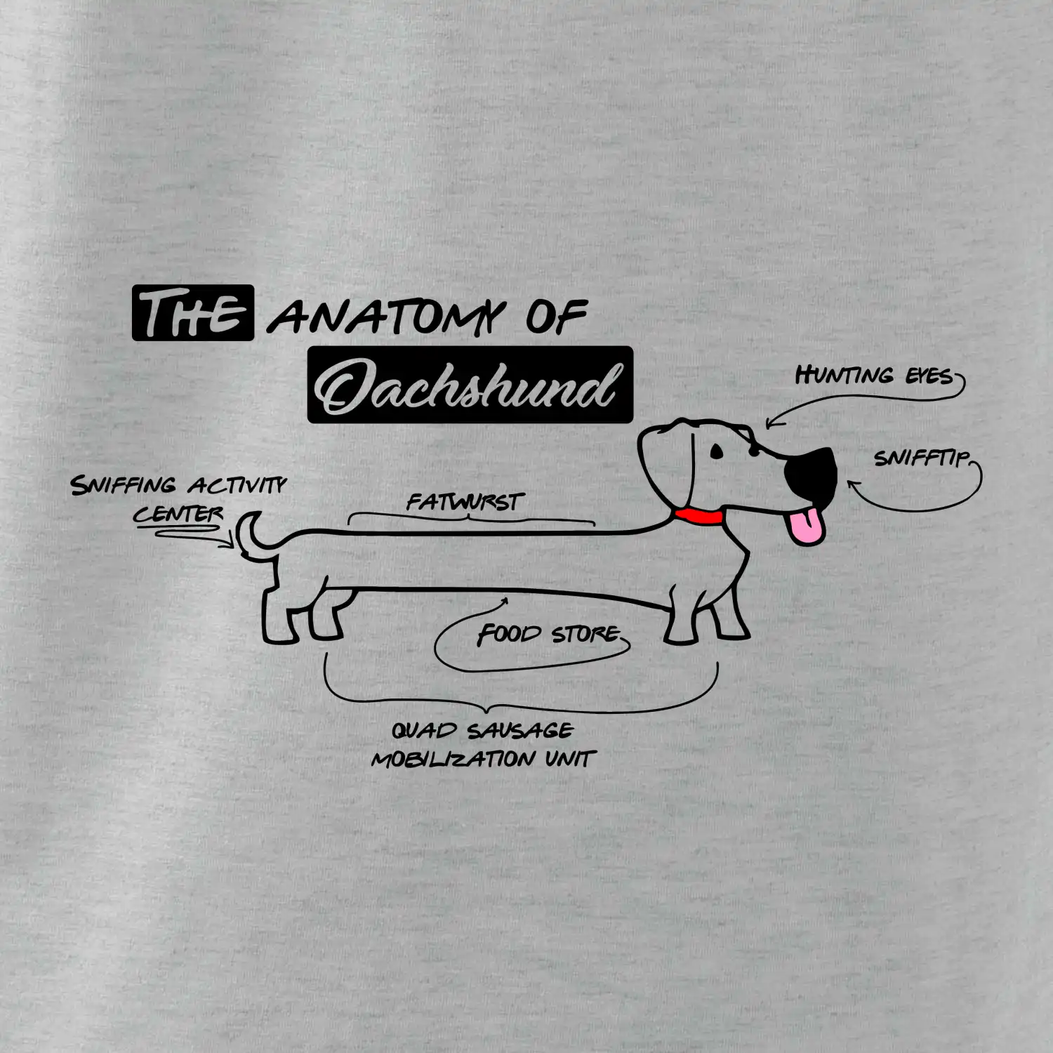 Jezevčík - Anatomie