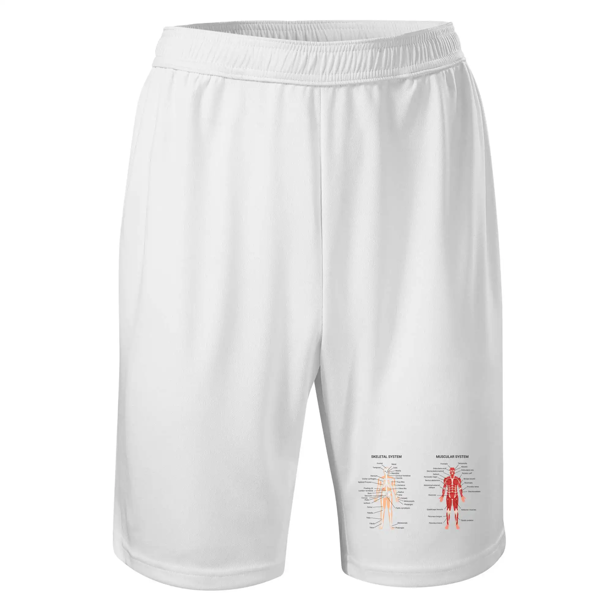 Skelet and Moscular system