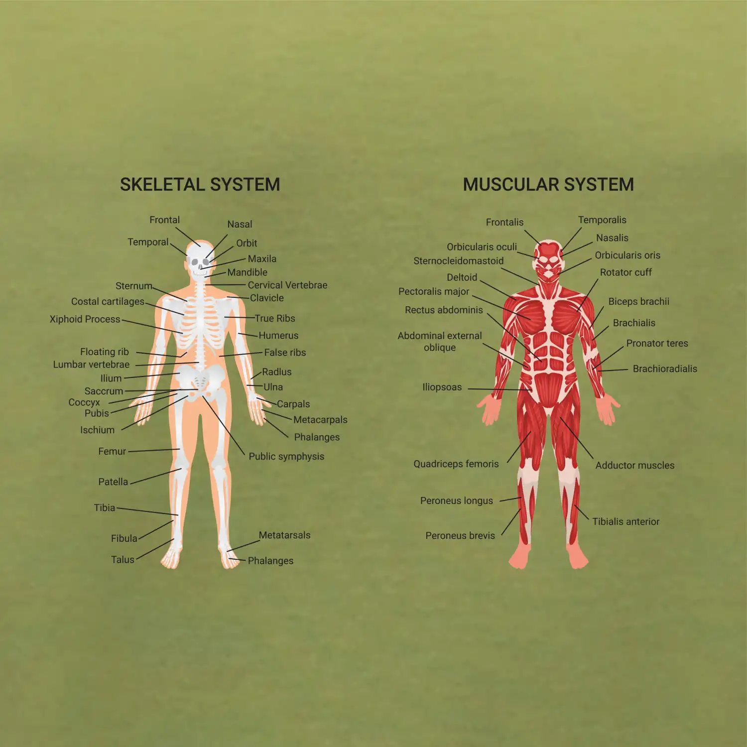 Skelet and Moscular system