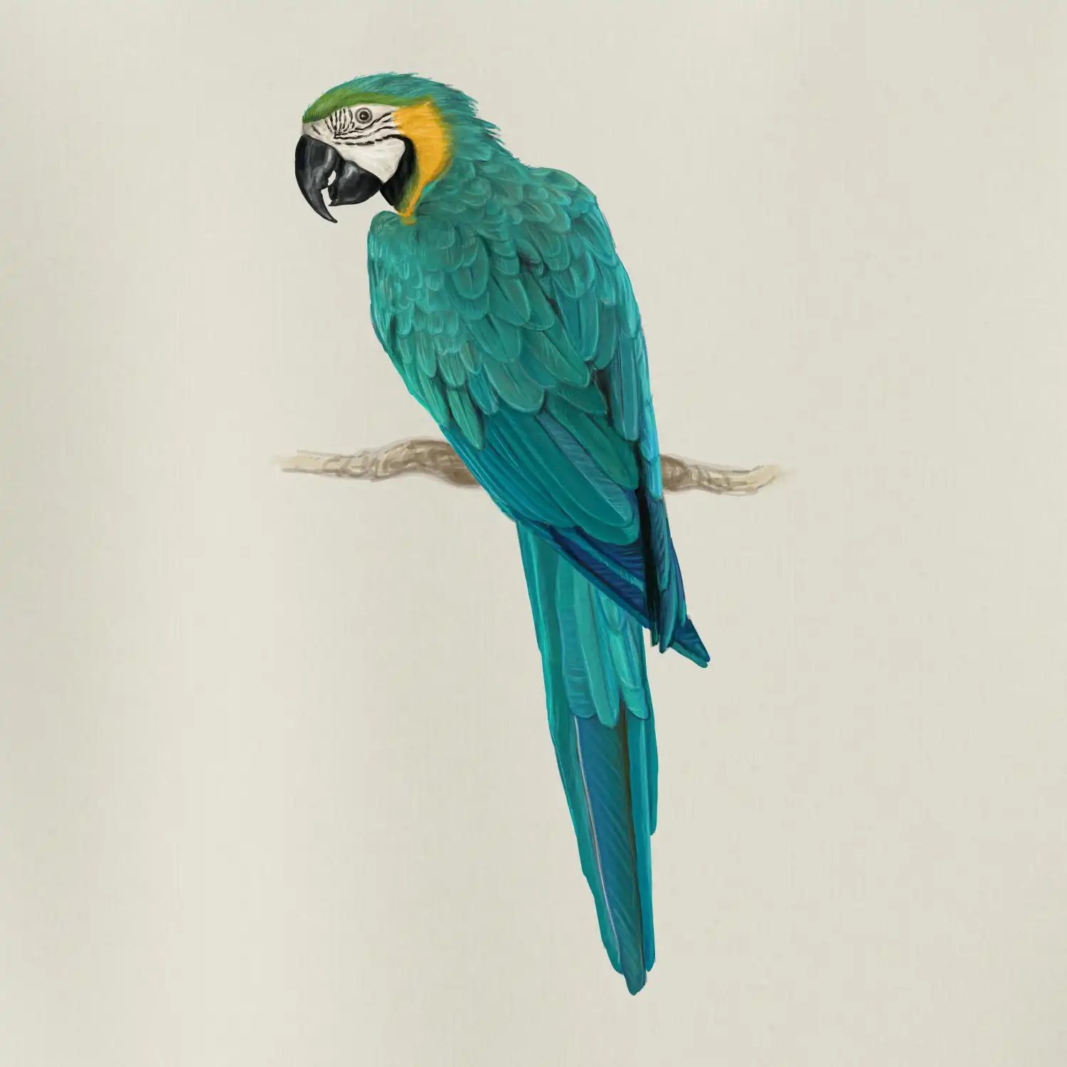 Ara