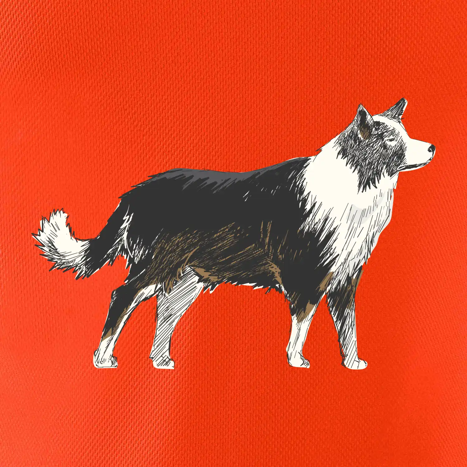 Border kolie kreslená