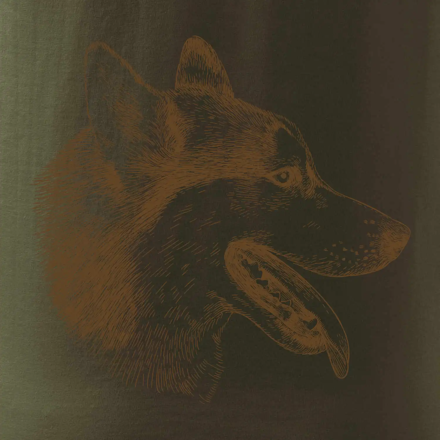 Husky - hlava z boku