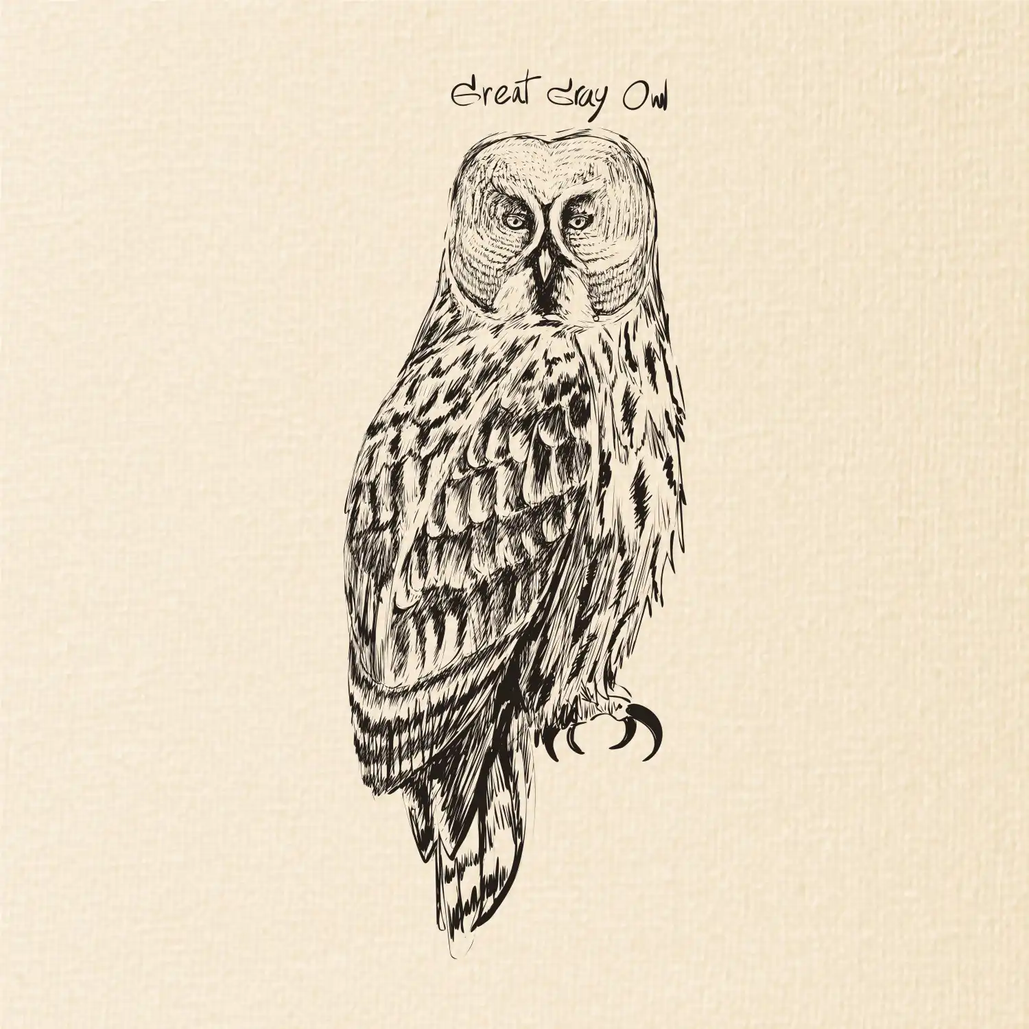 Puštík vousatý great gray owl