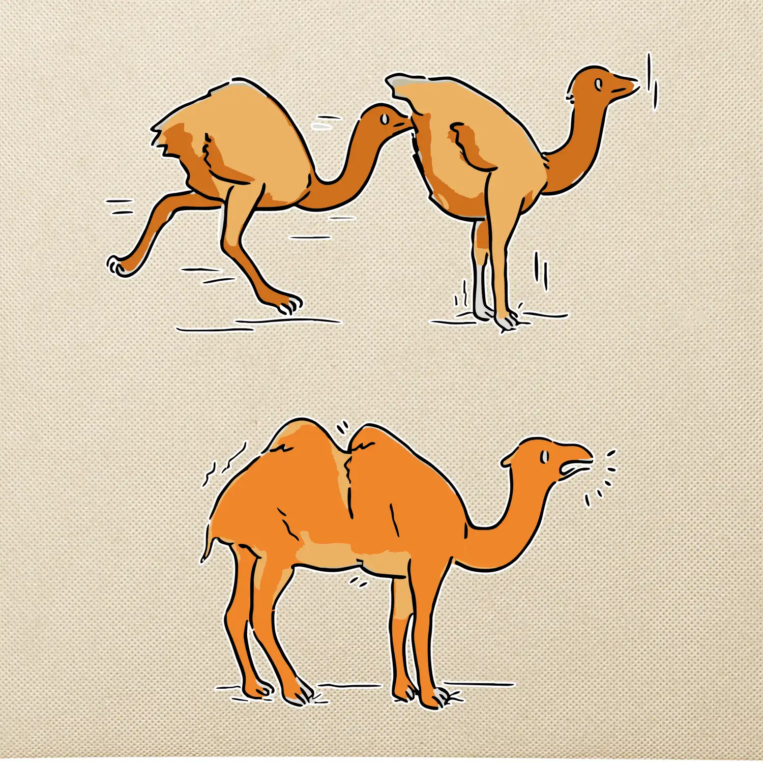 Pravda o velbloudech