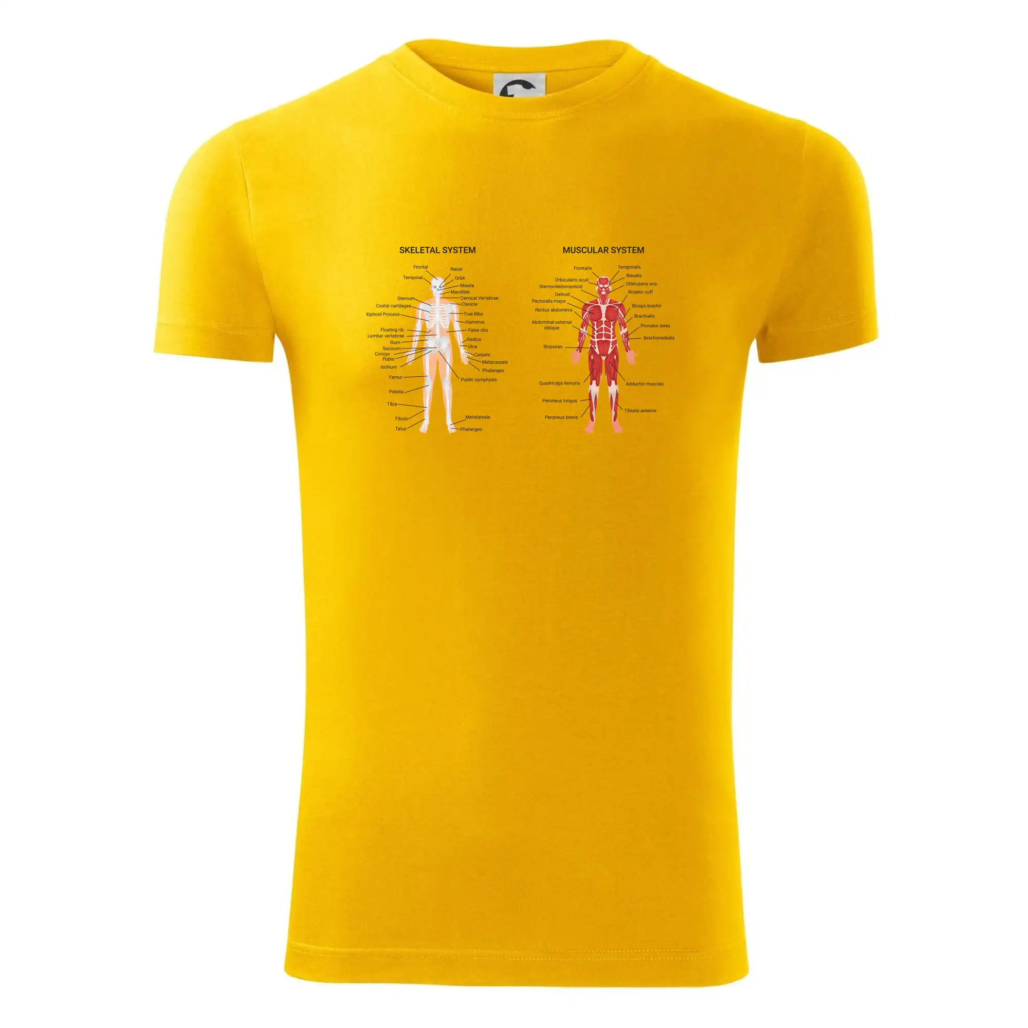 Skelet and Moscular system