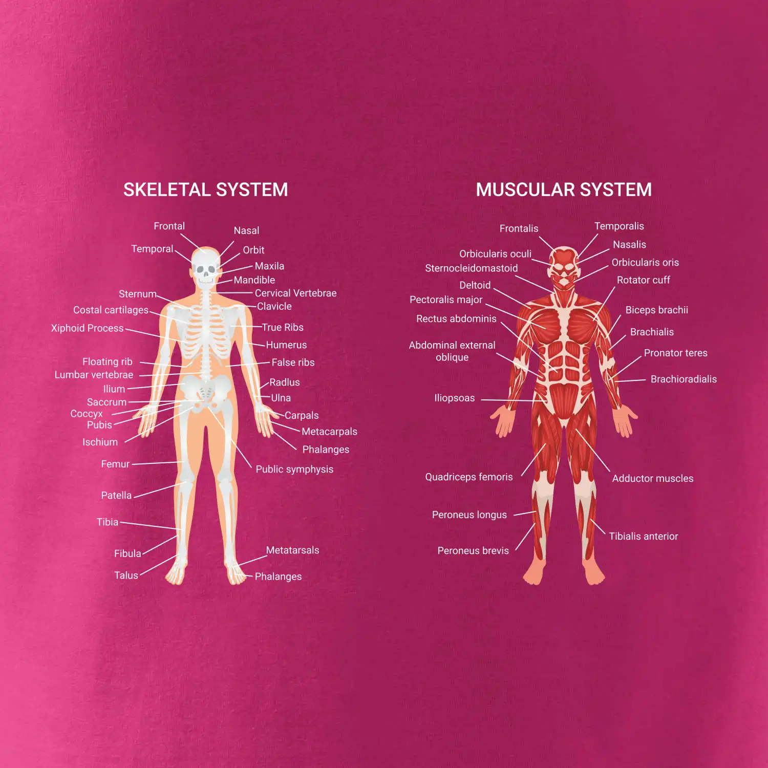 Skelet and Moscular system