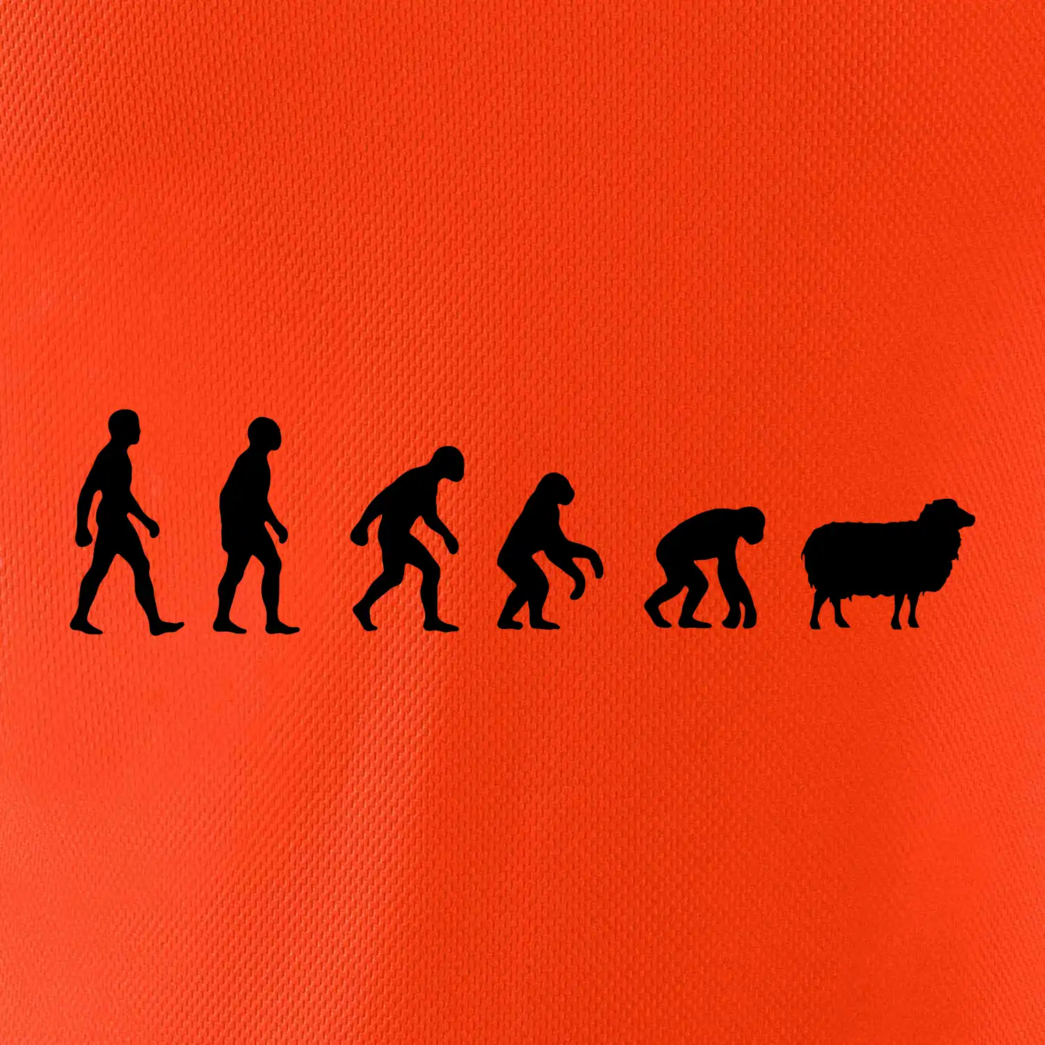 Evoluce ovce